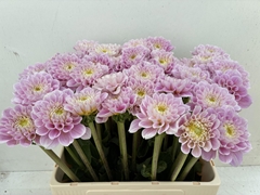Dahlia Sweet Love 60cm