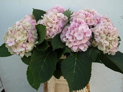 Hydrangea Verena Classic 60cm 16-18cm Hd