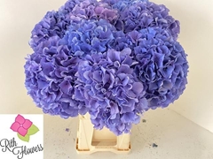 Hydrangea Pimpernel 60cm 18-20cm Hd