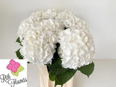 Hydrangea White Verena 60cm 18-20cm Hd