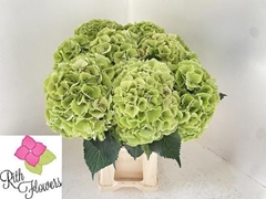 Hydrangea My Beautiful Heaven 80cm 22-24cm Hd
