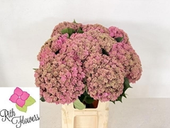 Hydrangea Royal Anastasia Classic 80cm 22-24cm Hd