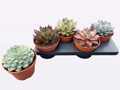 Echeveria Mix 17Ø 20cm