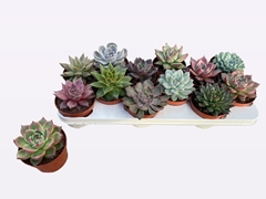 Echeveria Mix 10Ø 14cm