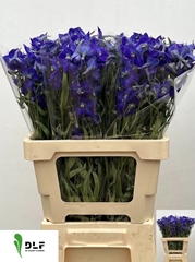 Delphinium Single Atlantis 60cm