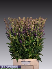 Aconitum Carmichaelii Arendsii 85cm