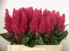 Celosia Century Purple Rose 58cm