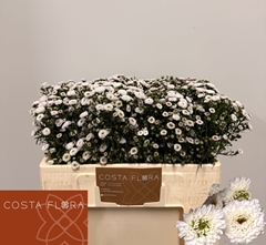 Aster Pompon 50cm 12gr.
