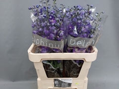 Delphinium Double Delphi's Power 80cm
