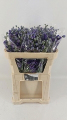 Delphinium Double Delphi's Jewel 70cm