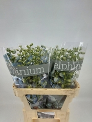 Delphinium Double Dewi Boy 70cm