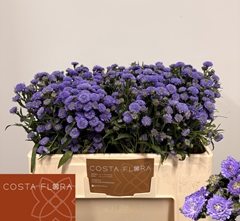 Aster Astee Mini Baby Blue 50cm 15gr.