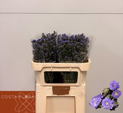 Aster Astee Mini Baby Blue 70cm 20gr.