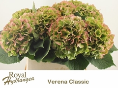 Hydrangea Verena Classic 80cm 23-25cm Hd