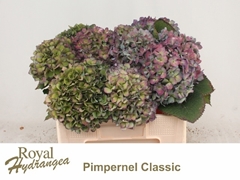 Hydrangea Pimpernel Classic 50cm 18-20cm Hd