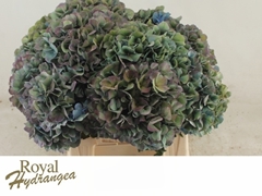 Hydrangea Pimpernel Classic 40cm 16-18cm Hd
