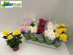 Chrysanth Zembla Mix 12Ø 30cm