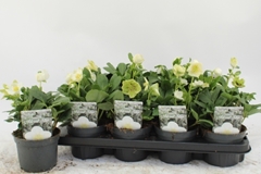 Helleborus Advent Star 13Ø 25cm