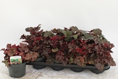 Heuchera Leaf Design Mix 13Ø 22cm
