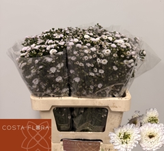 Aster Pompon 60cm 20gr.