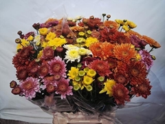 Chrysanth Spray Mix 55cm 65gr.