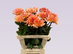 Dahlia Yvonne Geerlings 65cm