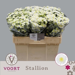 Chrysanth Spray Stallion 55cm 50gr.