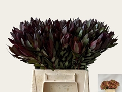 Leucadendron Safari Sunset 45cm