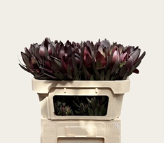 Leucadendron Safari Sunset 70cm