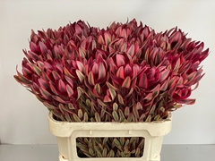 Leucadendron Jester 80cm