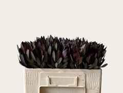 Leucadendron Safari Sunset 50cm