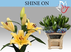 Lily Oriental Shine On 85cm 3+