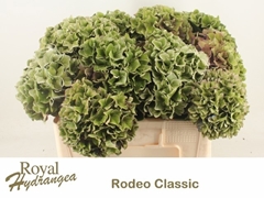Hydrangea Rodeo Red Classic 50cm 15-17cm Hd
