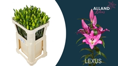 Lily Oriental Lexus 70cm 4+