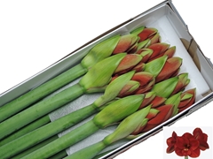 Hippeastrum Ferrari 80cm