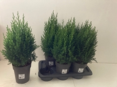 Juniperus Stricta 17Ø 55cm
