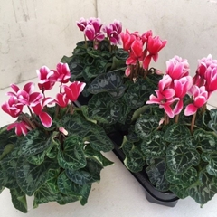Cyclamen Midi Super Serie Macro 13Ø 30cm