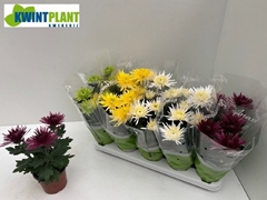 Chrysanth Anastasia Mix 12Ø 29cm