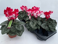 Cyclamen Midi Indiaka 13Ø 30cm