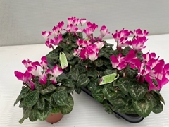 Cyclamen Midi Indiaka 13Ø 30cm