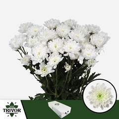Chrysanth Spray Altaj 70cm 85gr.