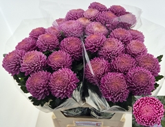 Chrysanth Single Bigoudi Pink 75cm 100gr.