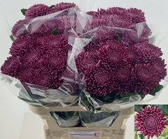 Chrysanth Single Bigoudi Purple 70cm 75gr.