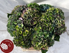 Hydrangea Royal Parade Classic 60cm 16-18cm Hd