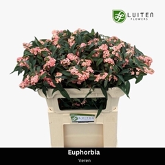 Euphorbia Fulgens Pink Baron 75cm 30cm Hd