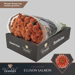 Chrysanth Santini Ellison Salmon 55cm 44gr.
