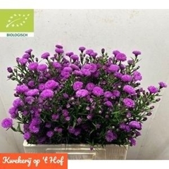 Aster Primavera 60cm 125gr.