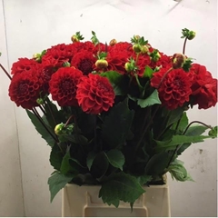 Dahlia Red Cap 50cm