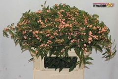 Euphorbia Fulgens Spray Pink Baron 80cm 15cm Hd