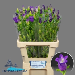 Campanula Champion Blue 65cm